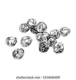 Brussels vector sprouts in line art style.