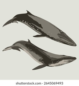 BRYDE WHALE (Balaenoptera edeni). Marine mammal illustration collection (vector illustration)
