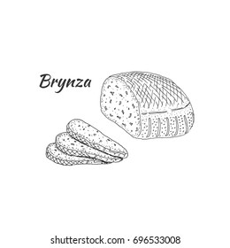 Brynza cheese. Vector sketch. Drawn by hand.