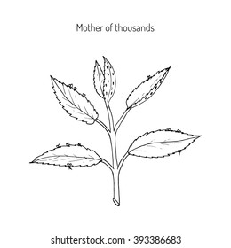 Bryophyllum daigremontianum, also called Mother of Thousands, Alligator Plant, or Mexican Hat Plant (Kalanchoe daigremontiana). Hand drawn botanical vector illustration