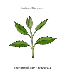 Bryophyllum daigremontianum,  Mother of Thousands, Alligator Plant, or Mexican Hat Plant (Kalanchoe daigremontiana). Hand drawn botanical vector illustration