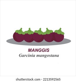 ( buah manggis ) Vector cute purple mangosteen fruit from Indonesia for logos, icons, advertisements, brochures and others on a white background