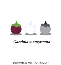 ( buah manggis ) Vector cute purple mangosteen fruit from Indonesia for logos, icons, advertisements, brochures and others on a white background