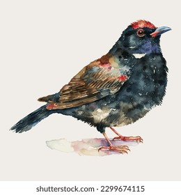 Bubba bird watercolor isolated white background, vintage a collection of birds. watercolor painting