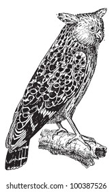 Bubo ketupu or Buffy fish owl, vintage engraved illustration. Dictionary of words and things - Larive and Fleury - 1895.