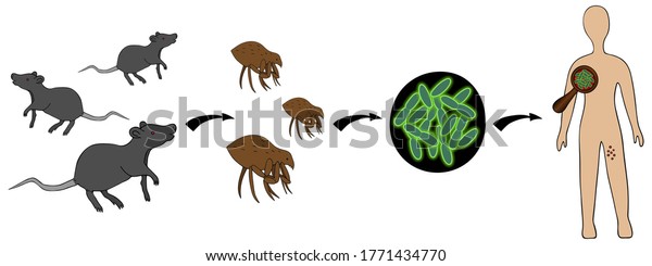 Bubonic Plague Path Infection Dangerous Disease Stock Vector (Royalty ...