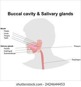 buccal cavity and salivary glands label illustration 