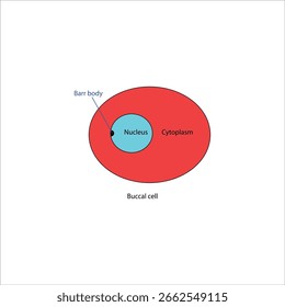 Diagrama de la estructura de la célula bucal con el cuerpo de la barra