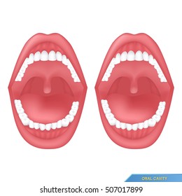 buccal or oral  cavity on the white background
