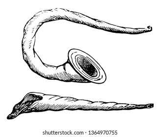 Buccina is curved for the convenience of the performer with a very wide mouth, vintage line drawing or engraving illustration.