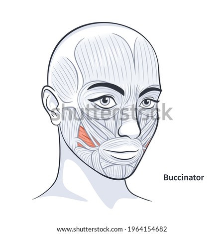 Buccinator. Facial muscles of the female. Detailed bright anatomy isolated on a white background vector illustration