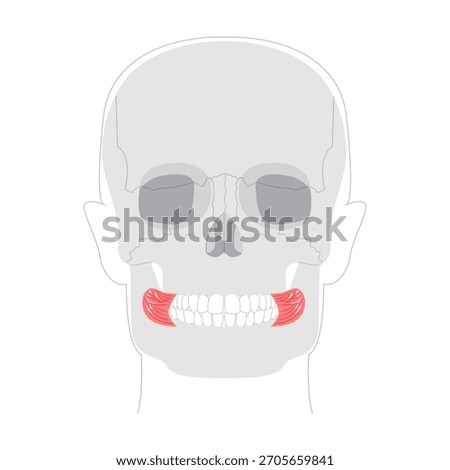 Buccinator - Human cheek muscle in anatomy chart, aids in mastication by compressing the cheeks, important for blowing and chewing, used in health education.