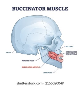 Buccinator muscle with human major facial and chin bones outline diagram. Labeled educational scheme with parotid duct, mandible and maxilla location and physiological anatomy vector illustration.