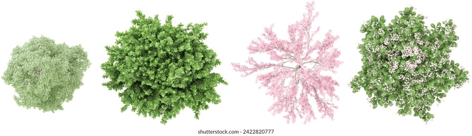 Bucida Buceras,Buxus Serpenvirnes,Cassia Bakeriana,Catharantus Rosea flower plants from the top view isolated white background