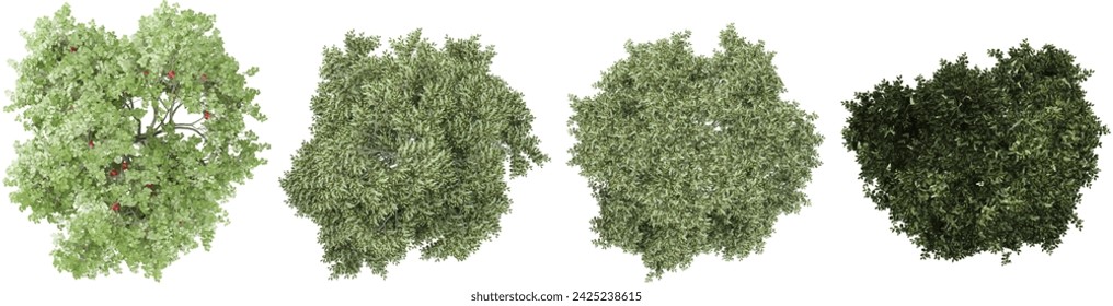 Bucida buceras,Rowan plants from the top view isolated white background