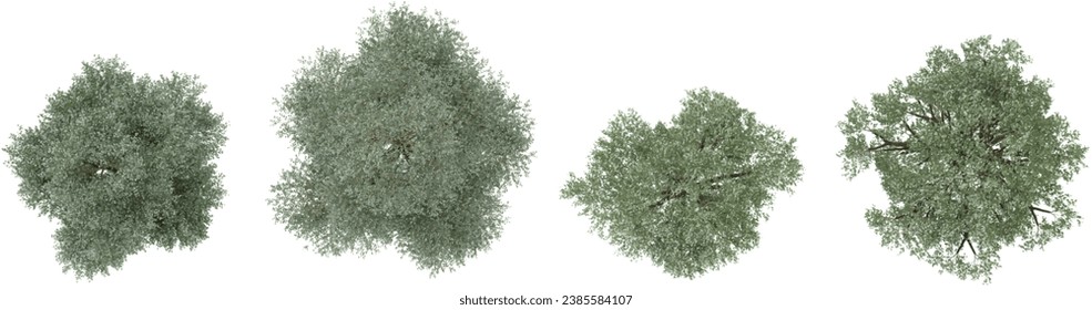 Bucida buceras,Terminalia ivorensis trees top view for landscape plan and architecture layout