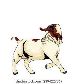 buck boer goat vector stock