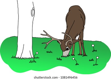 Buck Deer Feeding on Grass