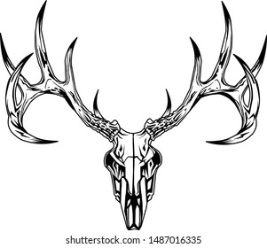Buck Deer Skull With Antlers.
