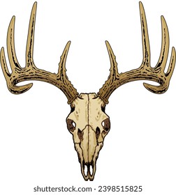 Buck Skull Beautiful Bone and horn
