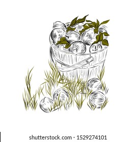 bucket of apples. Graphic hand drawn vector illustration 