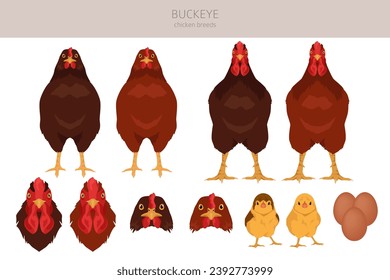 Buckeye Chicken breeds clipart. Poultry and farm animals. Different colors set.  Vector illustration