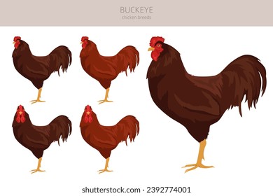 Buckeye Chicken breeds clipart. Poultry and farm animals. Different colors set.  Vector illustration