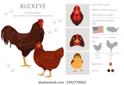 Buckeye Chicken breeds clipart. Poultry and farm animals. Different colors set.  Vector illustration