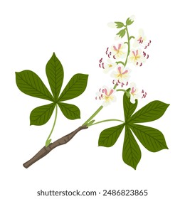 Buckeye ,Rosskastanie, Vektorgrafik mit Blüten und grünen Blättern isoliert auf weißem Hintergrund, handgezeichnete Illustration