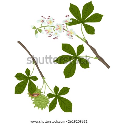 buckeye ,horse chestnut, vector drawing tree branches with fruits, flowers and green leaves isolated at white background, hand drawn illustration