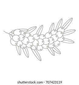 Buckthon cartoon. Outlined illustration with thin line black stroke