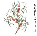 Buckthorn 