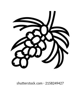 buckthorn berry tree branch line icon vector. buckthorn berry tree branch sign. isolated contour symbol black illustration