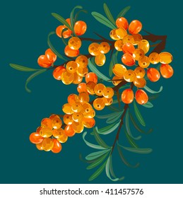 buckthorn branch