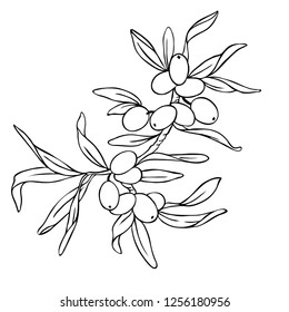 Buckthorn branch with berries and leaves isolated on white background. Hand drawn vector illustration.