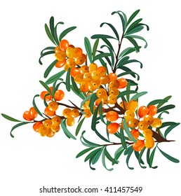 buckthorn branch composition
