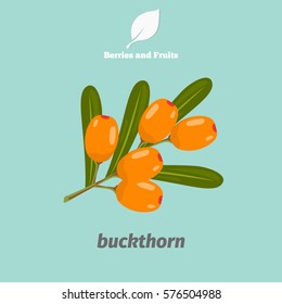 Buckthorn color icon. Cartoon style for web and mobile design