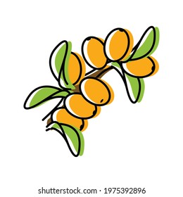 buckthorn. natural berries. vector illustration in flat style