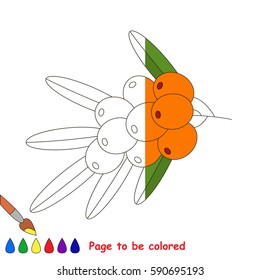 Buckthorn in vector to be traced, restore dashed line and color the picture, the simple visual game with easy education game level for preschool kids.