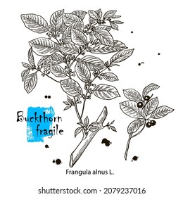 Buckthorn. Vector hand drawn herb. Botanical plant illustration. Vintage medicinal herb sketch.