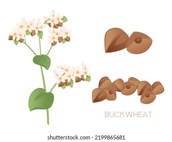 Buckwheat agriculture plant with blossom flowers and green stem cereal crop vector illustration isolated on white background