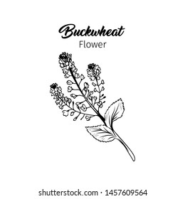 Buckwheat blossom black and white illustration. Blooming cereal, honey plant freehand sketch with calligraphy inscription. Field flower with tiny outlined petals, stem, leaves. Poster design element