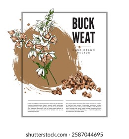 Buckwheat branch with flowers, leaves and seeds sketch vector label design. Hand drawn blossom plant foliage, cereal crops, groats heap. Agricultural products, organic food on watercolor stain