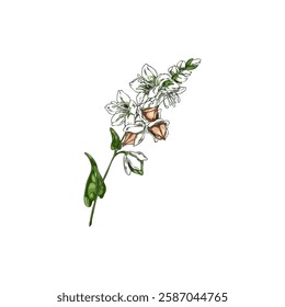 Buckwheat branch with flowers, leaves and seeds sketch icon. Hand drawn agricultural blossom plant, cereal crops foliage. Botanical color vector illustration isolated. Floral blooming design element