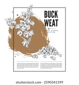 Buckwheat branch with flowers, leaves and seeds engraved sketch vector label design. Hand drawn blossom plant foliage, cereal crops, groats heap. Agricultural product, organic food on watercolor stain