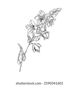 Buckwheat branch with flowers, leaves and seeds engraved sketch vector illustration. Hand drawn agricultural blossom plant, cereal crops foliage. Botanical floral blooming design ink style