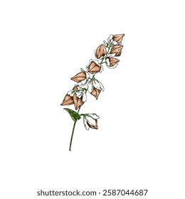 Buckwheat branch with leaves and seeds sketch icon. Hand drawn agricultural blossom plant, cereal crops foliage. Botanical color vector illustration isolated. Floral blooming design element