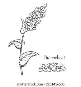Buckwheat cereal crop outline icon vector illustration. Line hand drawing sketch of grain agricultural plant with flowers, leaf and seeds on stalk, organic kernel, farm product and Buckwheat text