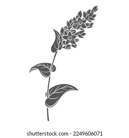 Buckwheat cereal crop plant, glyph icon vector illustration. Cut black silhouette of grain agricultural plant with flowers, leaf and seeds on stalk, organic kernel, farm product