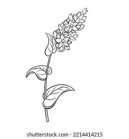 Buckwheat cereal crop plant, outline icon vector illustration. Line hand drawing of grain agricultural plant with flowers, leaf and seeds on stalk, organic kernel, farm product